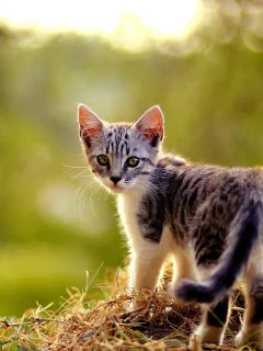 лето, кошка, природа