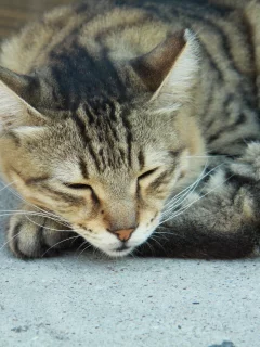 нос, кошка, полосатый