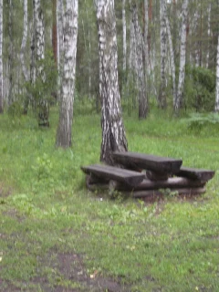береза, скамейка, сибирь, лес