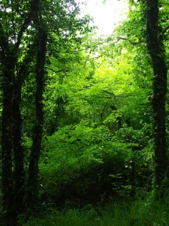 зелень, деревья, красота, лес