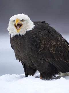 зовёт, птица, орёл, снег