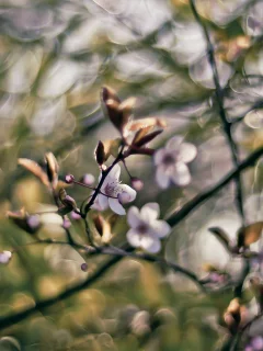 боке, 1920x1080, весна, branches, bokeh, краски, ветки, spring, nature, цветы, colors, flowers, природа