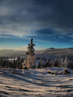 лес, небо, горы, зима