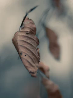 листья, макро, серость, autumn, осень, ветвь