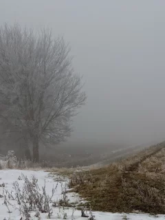 туман, поле, осень, забор