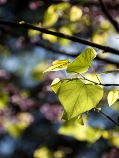 резкость, природа, фокус, ветки, листья
