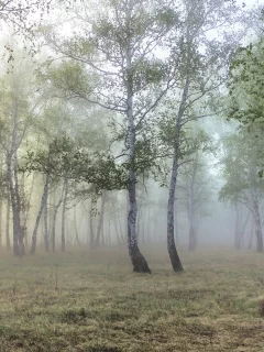берёзы, лес, роща