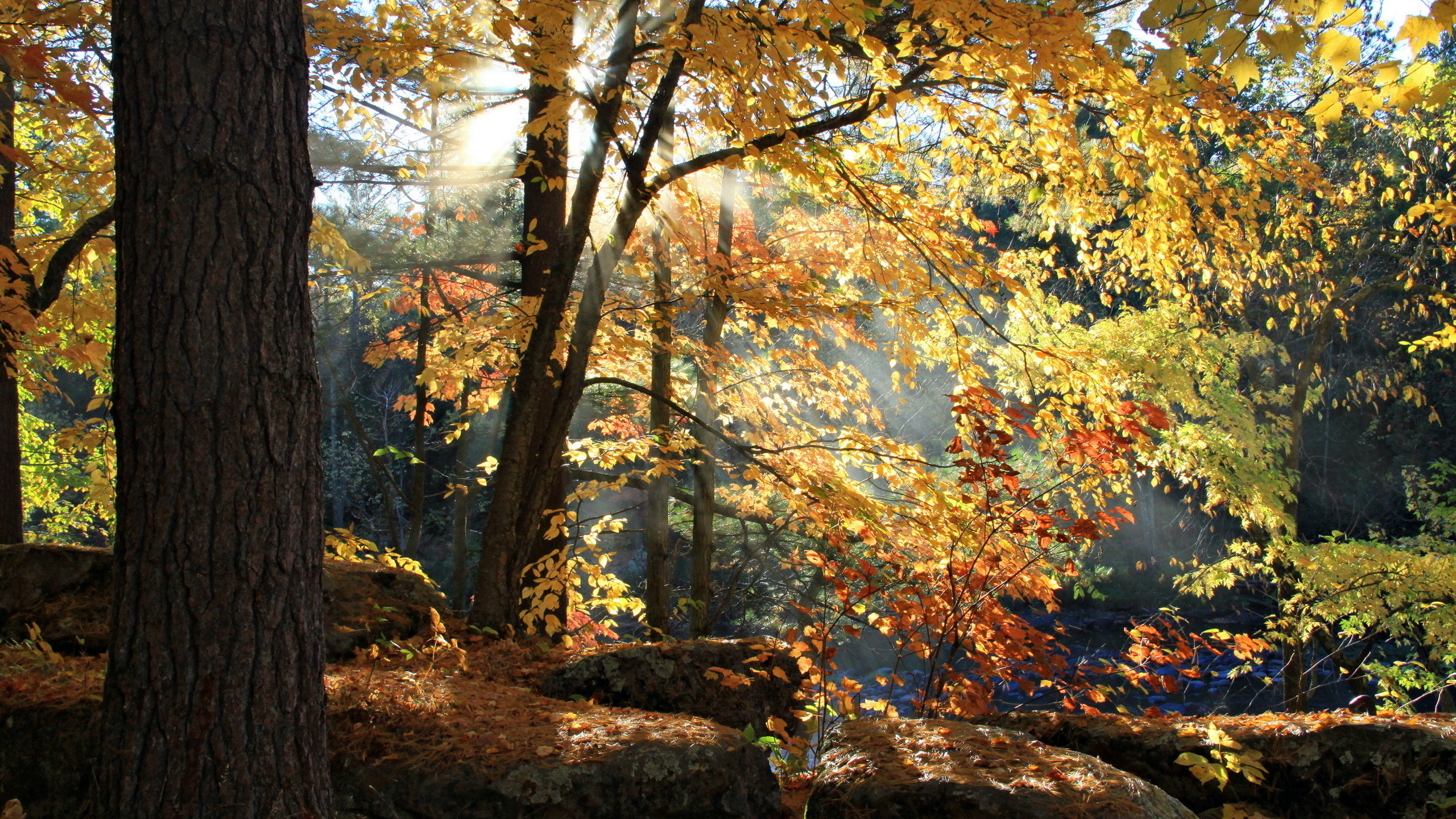 осень, свет, лес