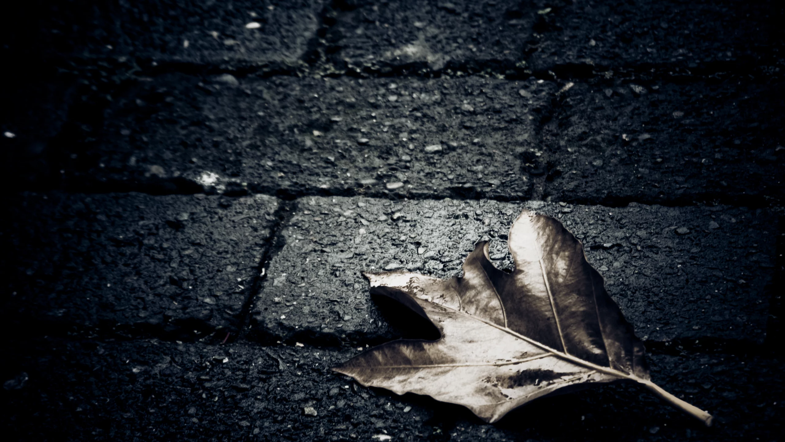 земля, асфальт, лист, темный фон, плитка, dark, макро, alone, одиночество