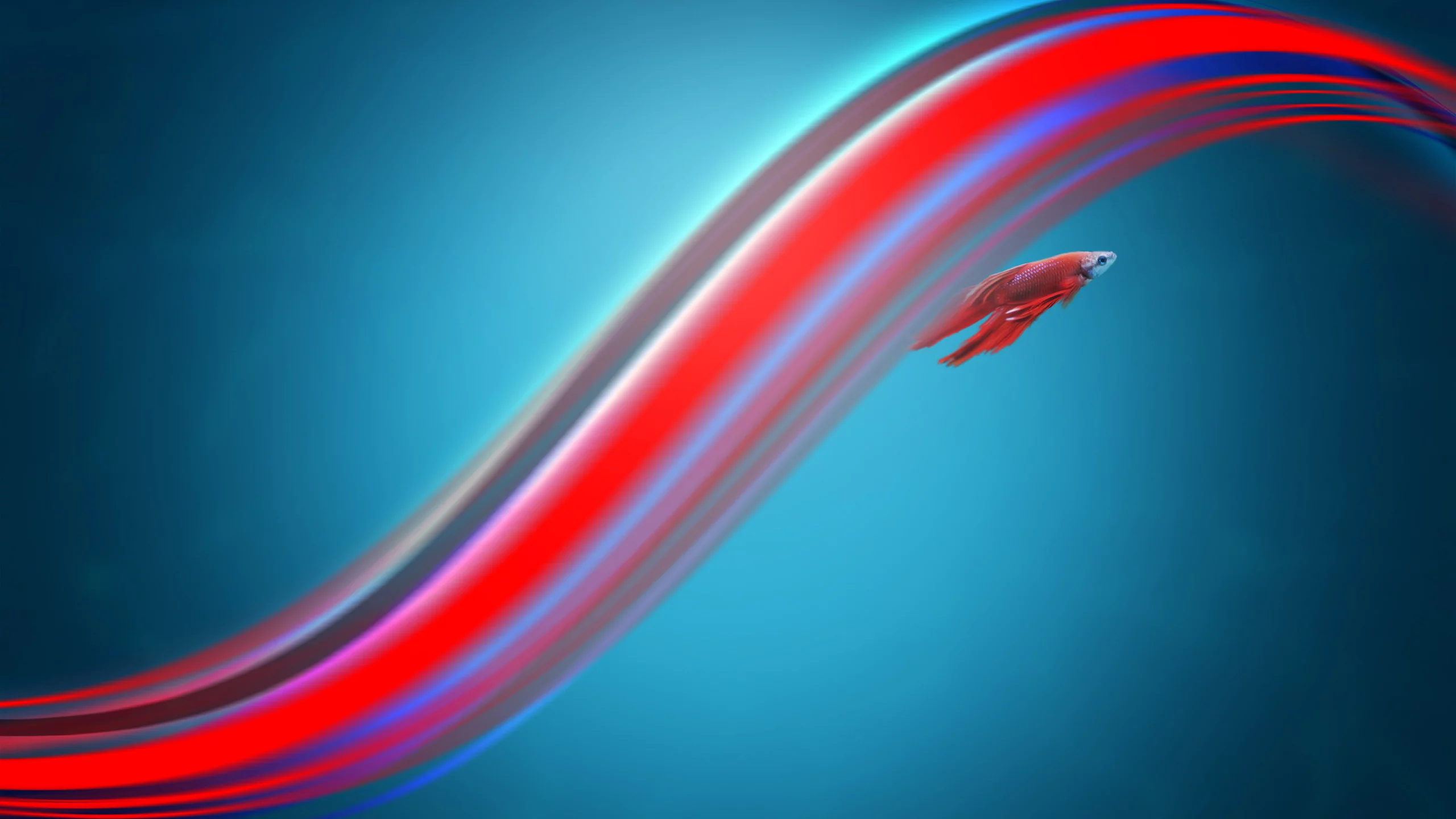 полоски, fightingfish, windows7, рыбка