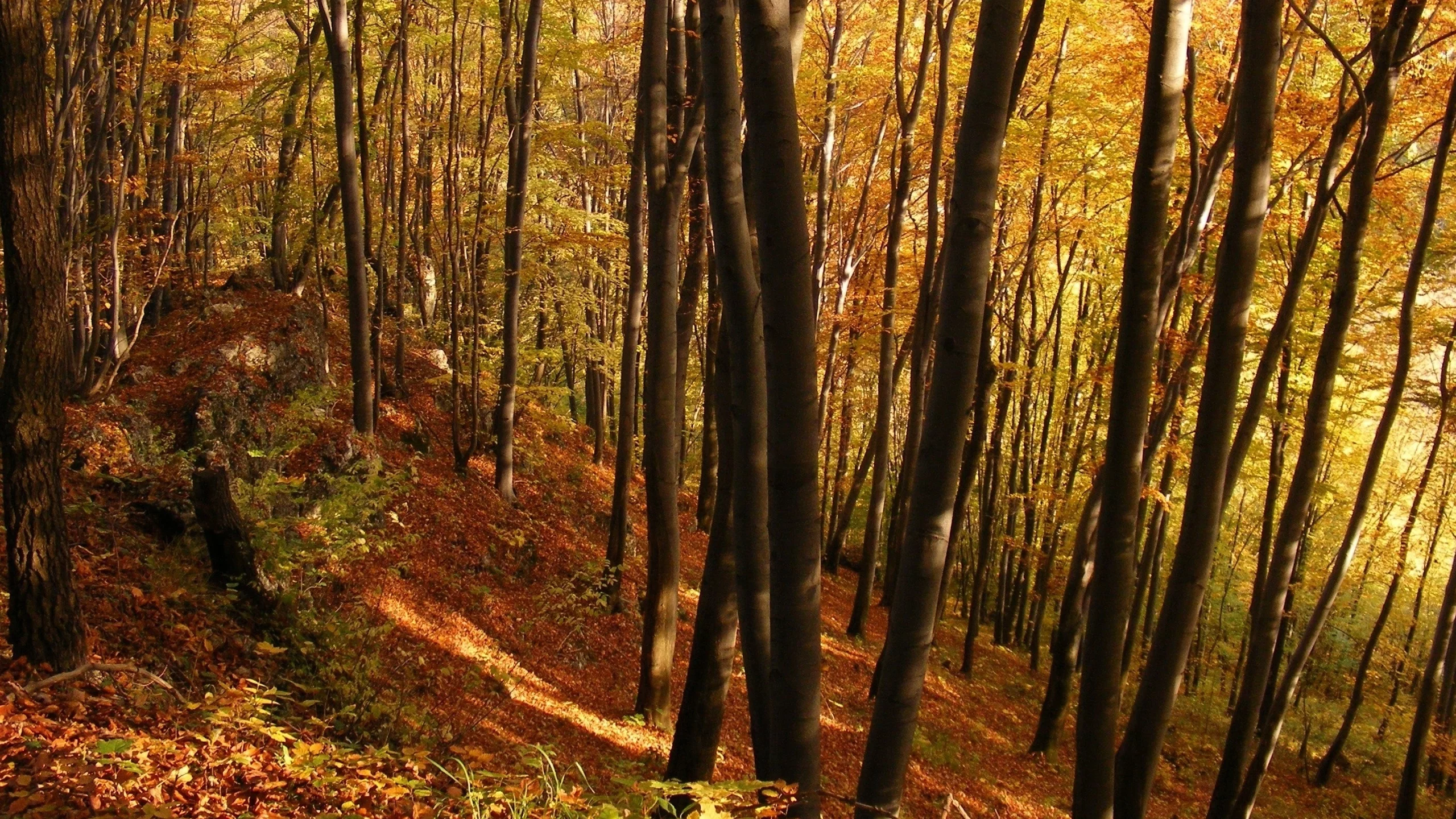 деревья, осень, лес