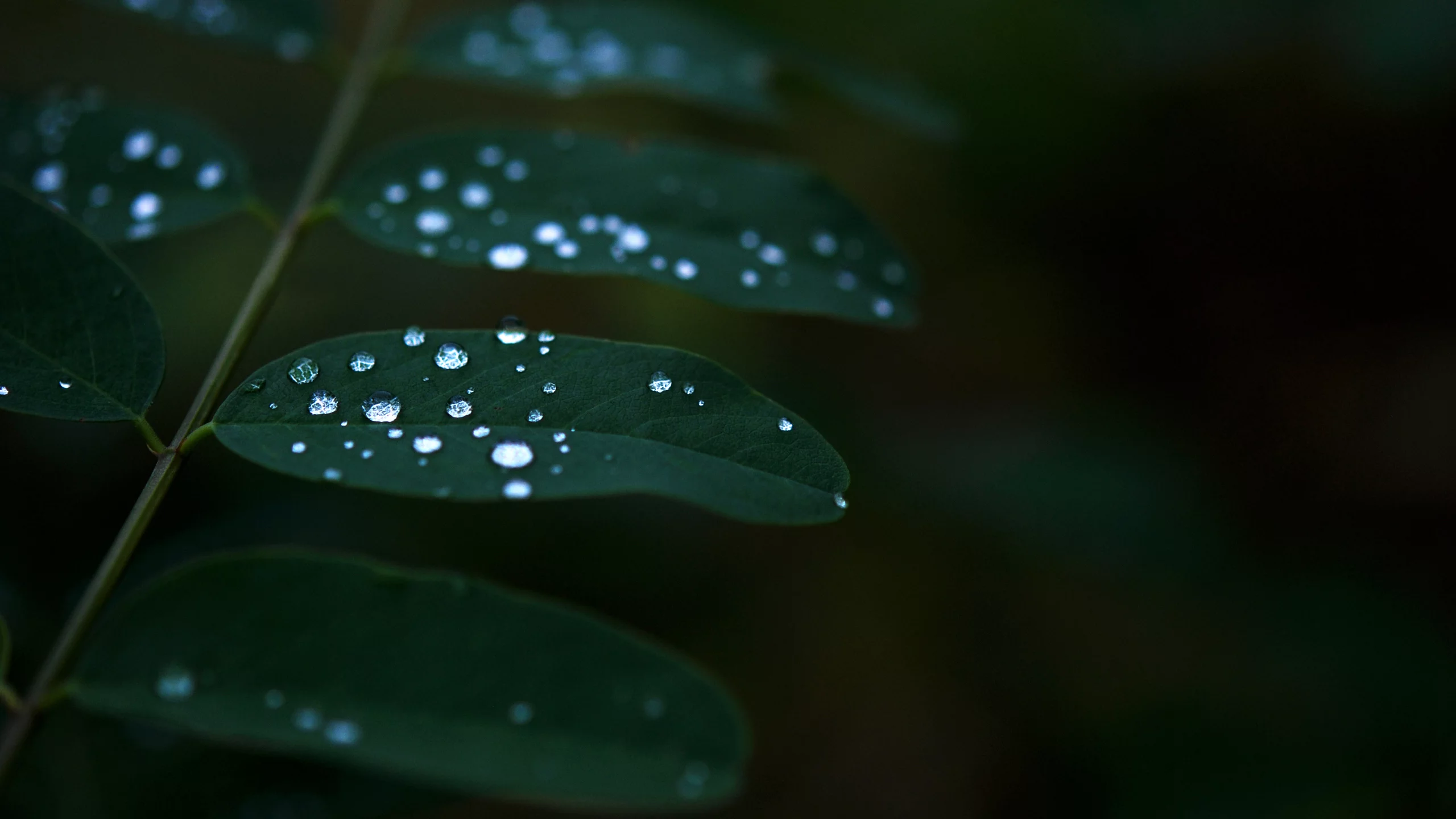 листья, растение, темнота, роса, green, вода, зелень, природа, капли, зеленый, макро
