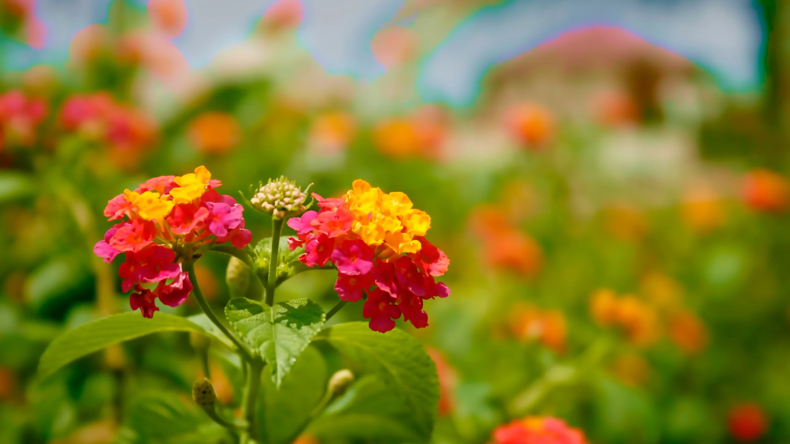 bloom, яркие, цветение