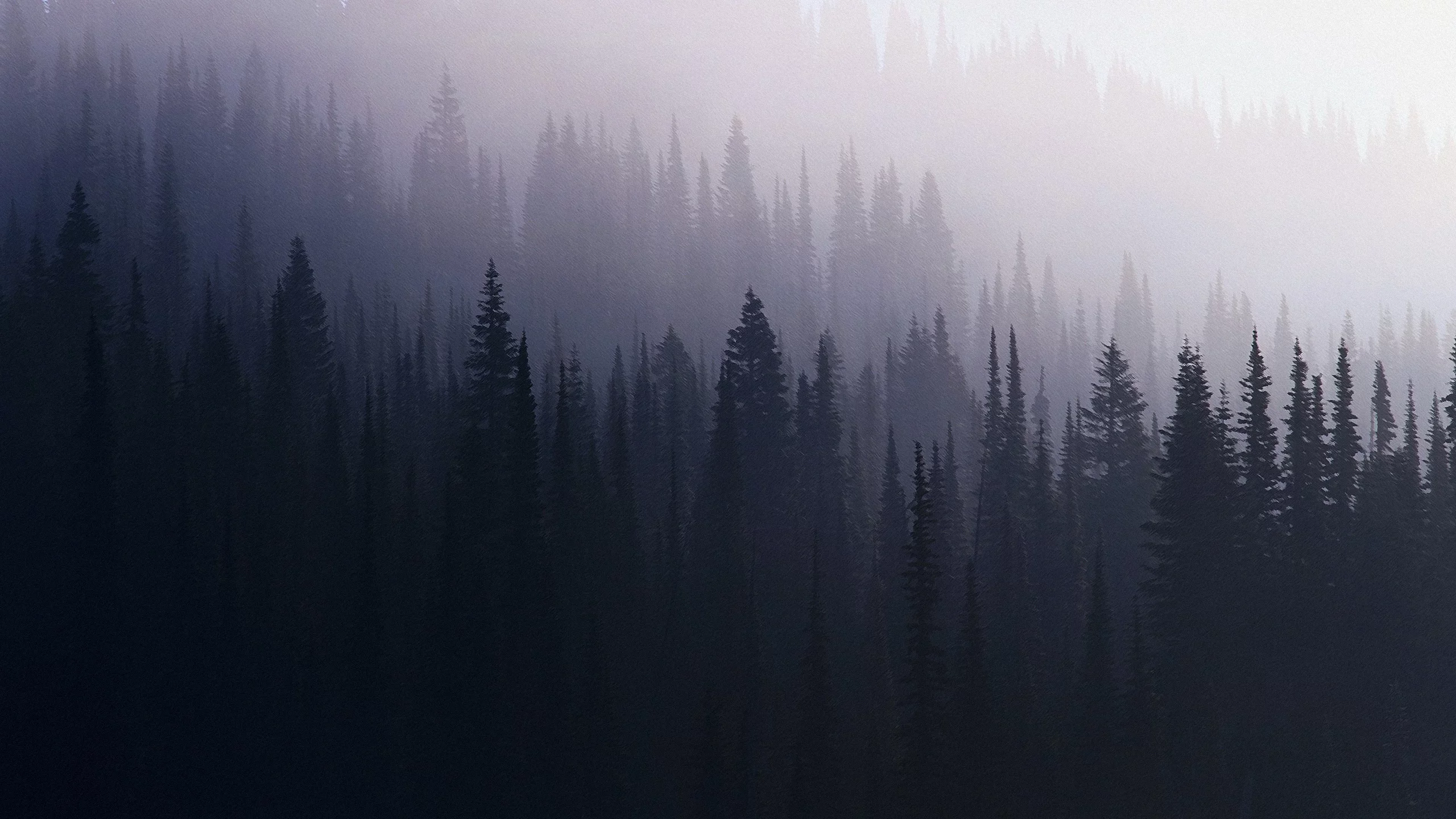 лес, туман, ель
