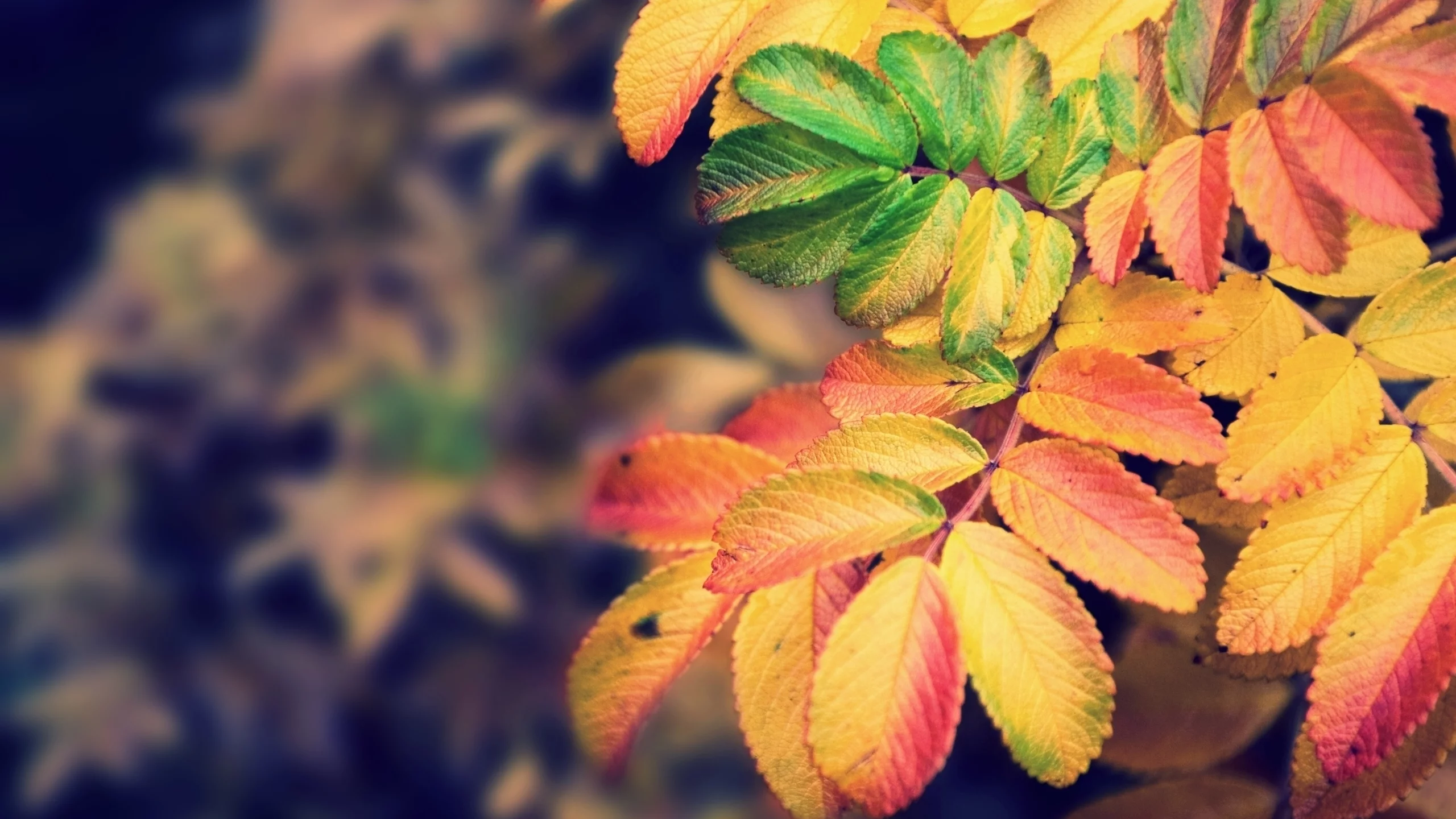 nature, autumn, осень, краски, focus, 2560x1600, colors, природа, листья, leaves, фокус