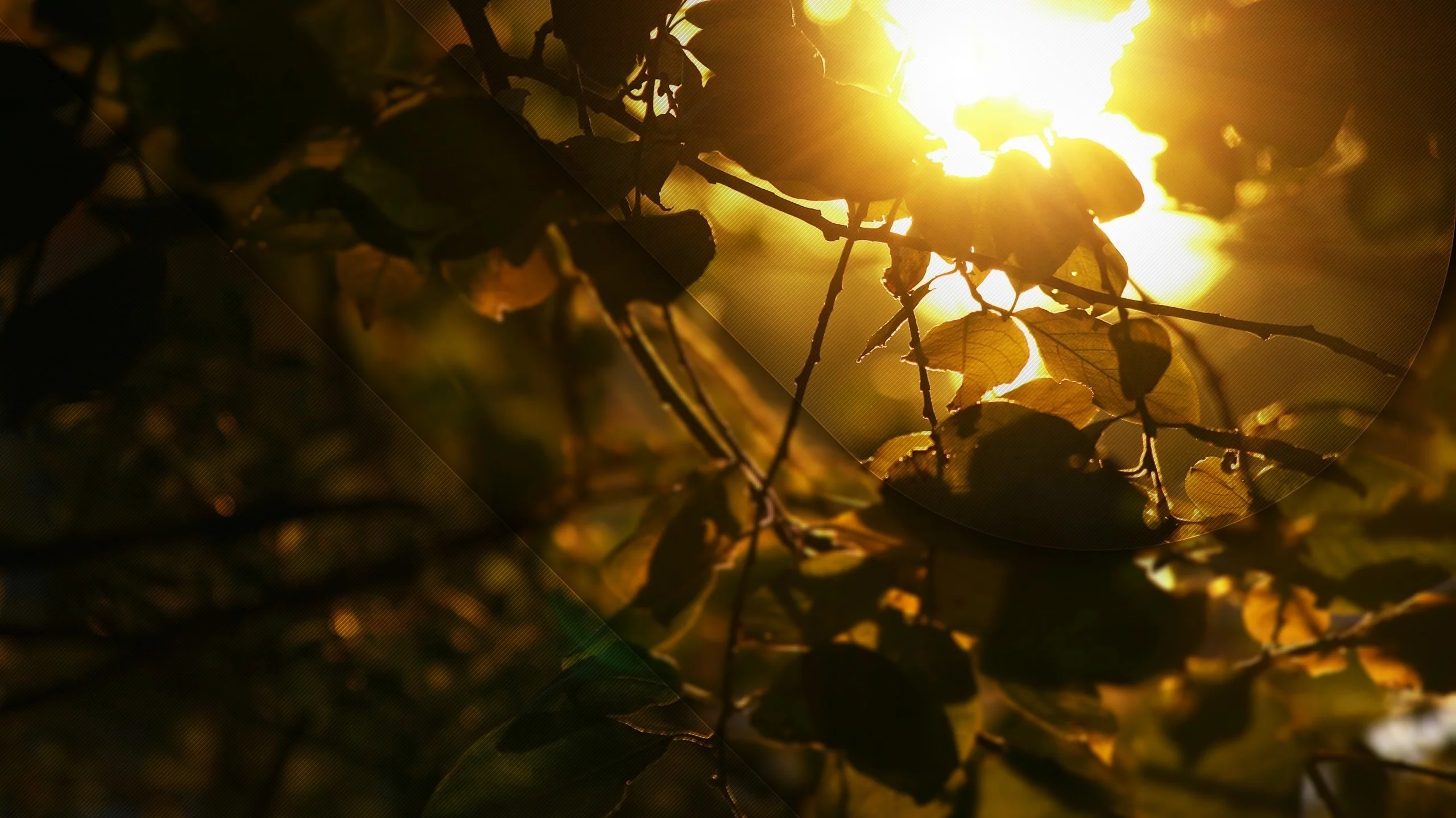 golden shine, свет, листва