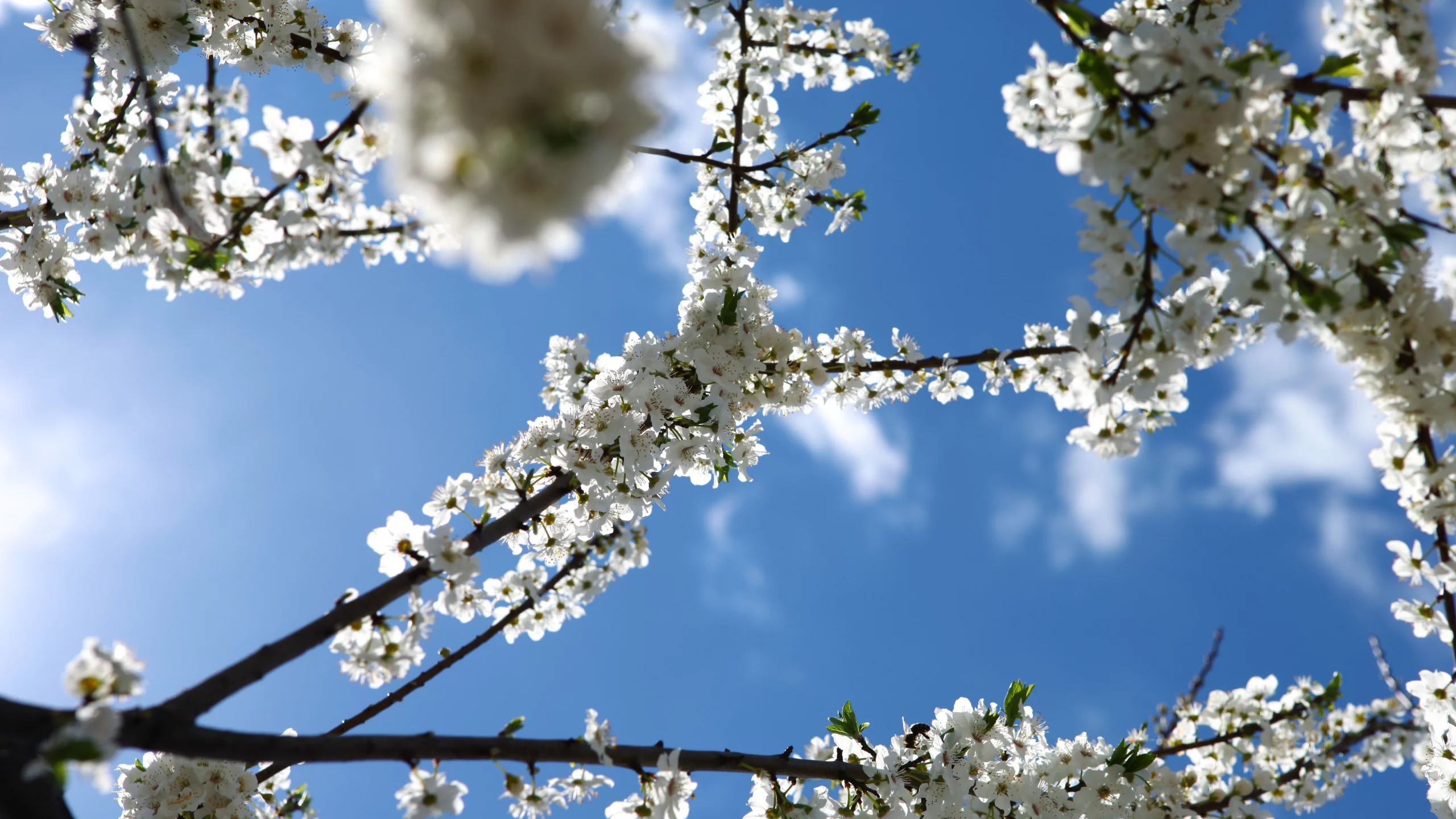 цветение, веточки, небо, sakura, голубое, spring flowers, весна, сакура