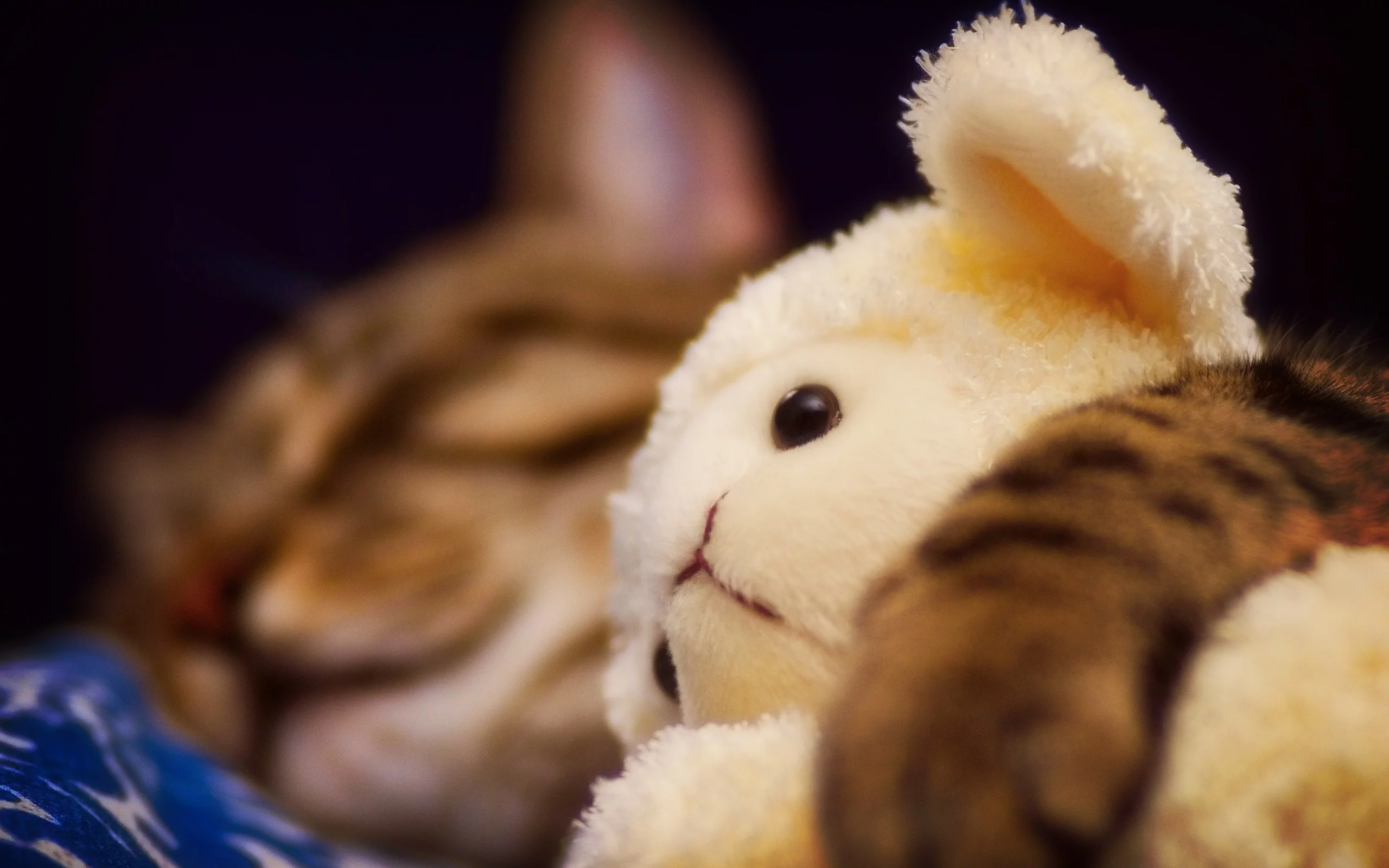 мягкая, кот, игрушка, овечка, спит
