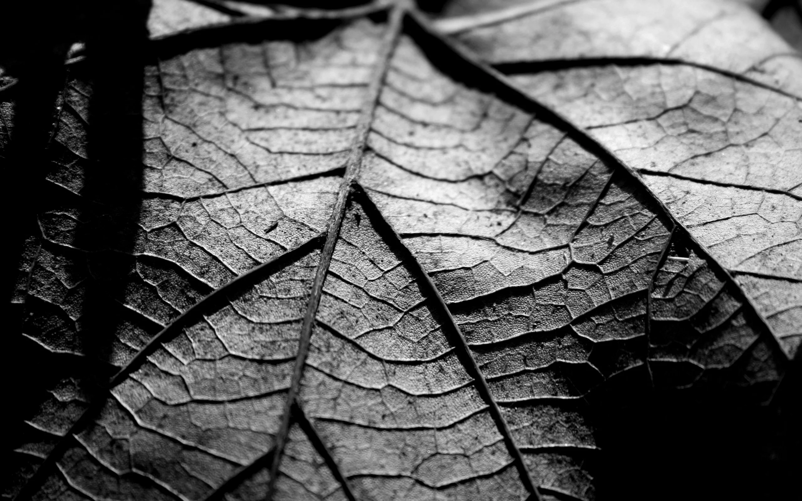 листик, обои, сухой, чб, макро, фото, wallpapers