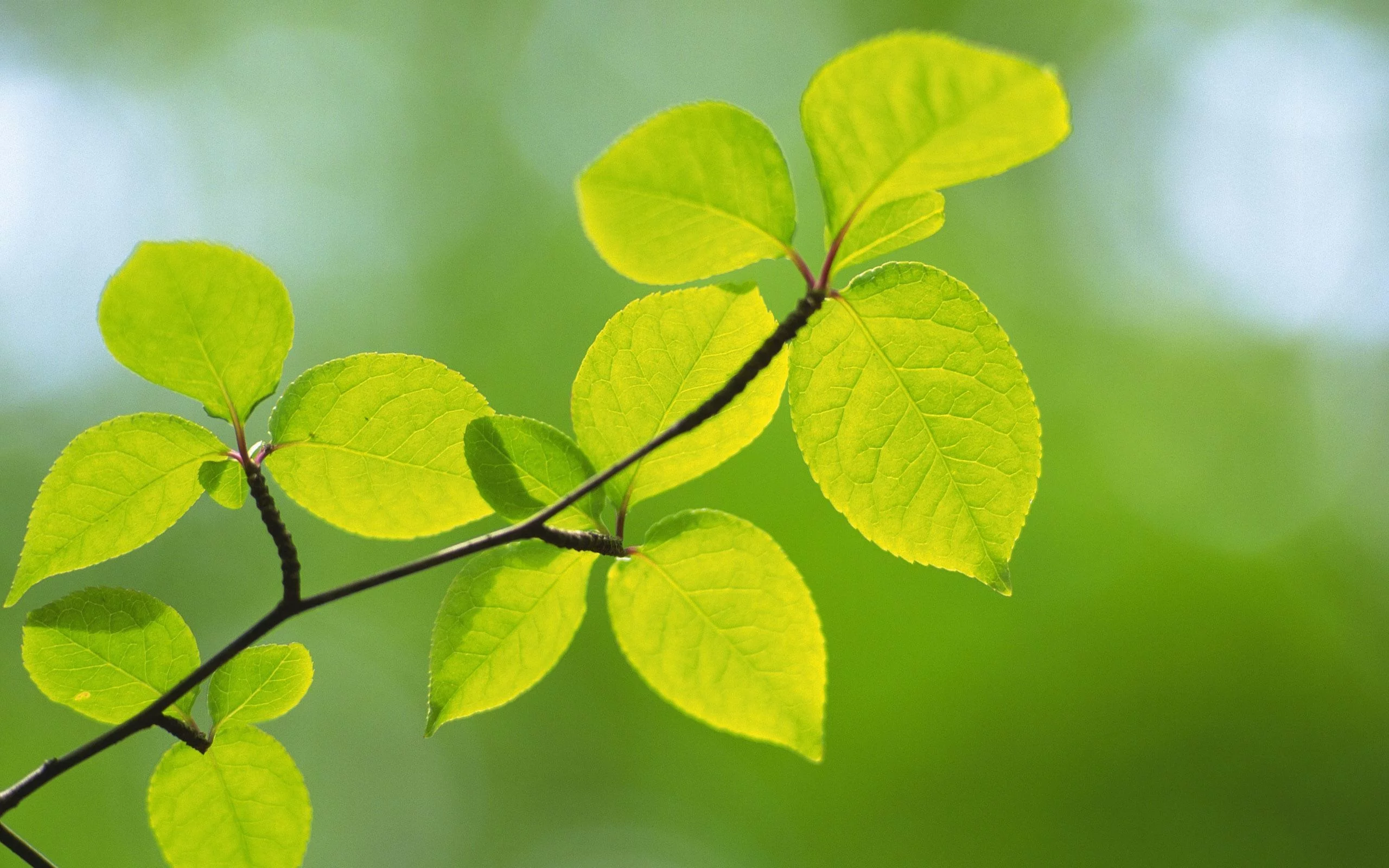 spring, макро, природа, зеленые, green, листья, ветка, зелень, цвет, весна