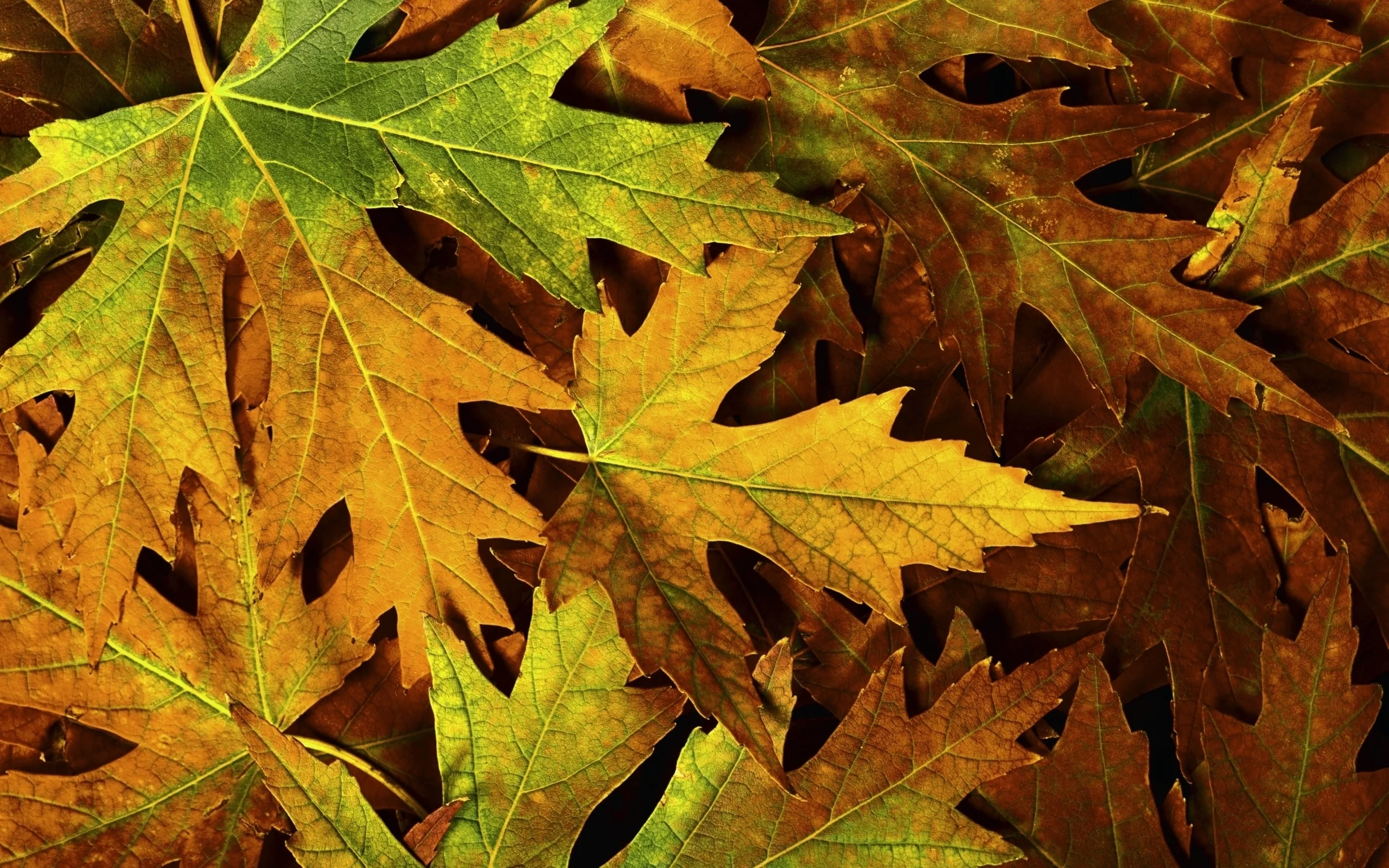 листва, макро, фото, листья, macro, autumn, осень, природа
