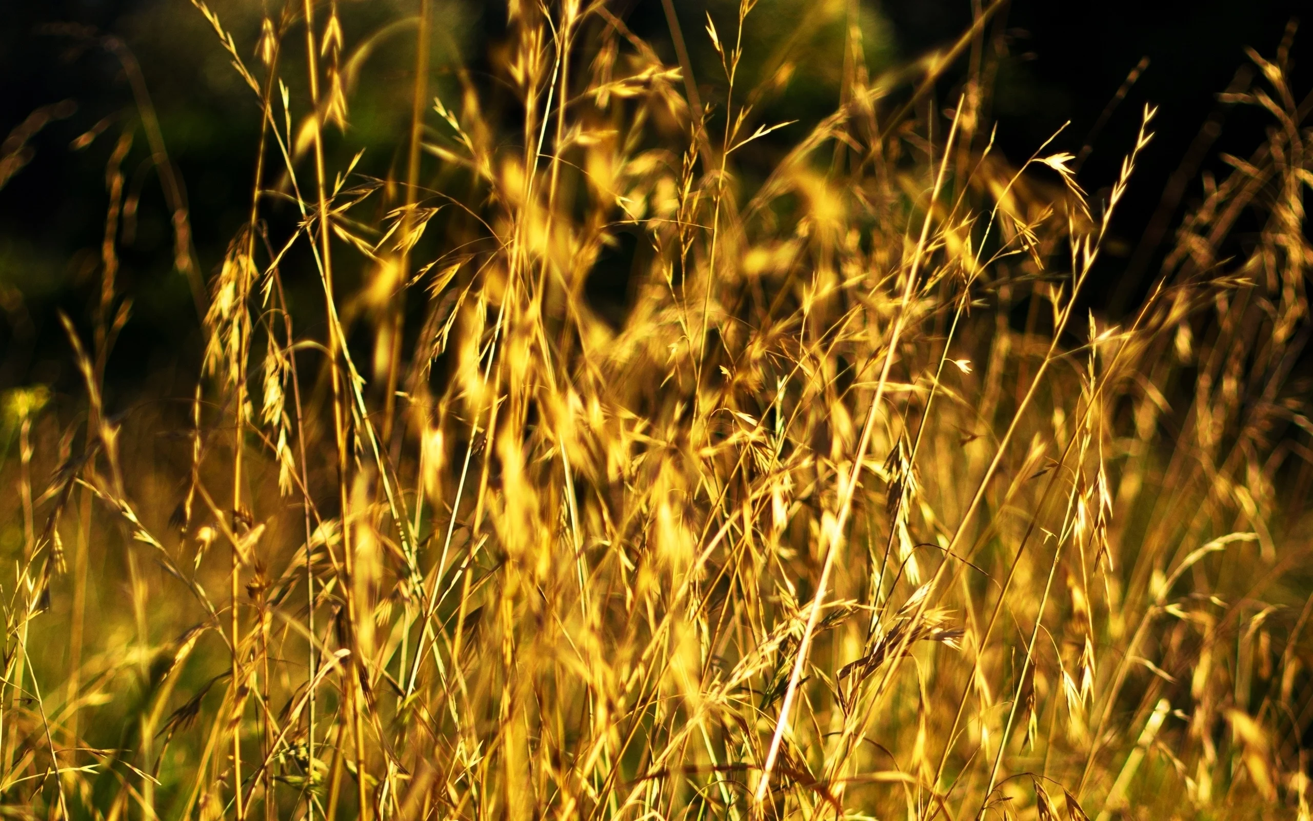 поле, стебли, зерна, nature, поляна, природа, макро, колосья