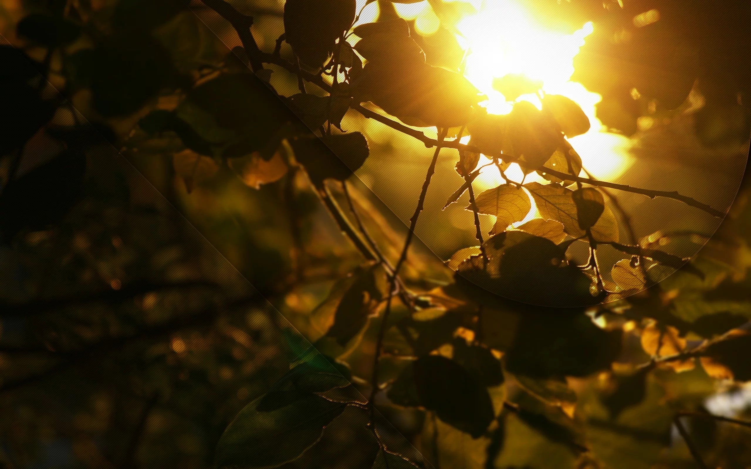 golden shine, свет, листва
