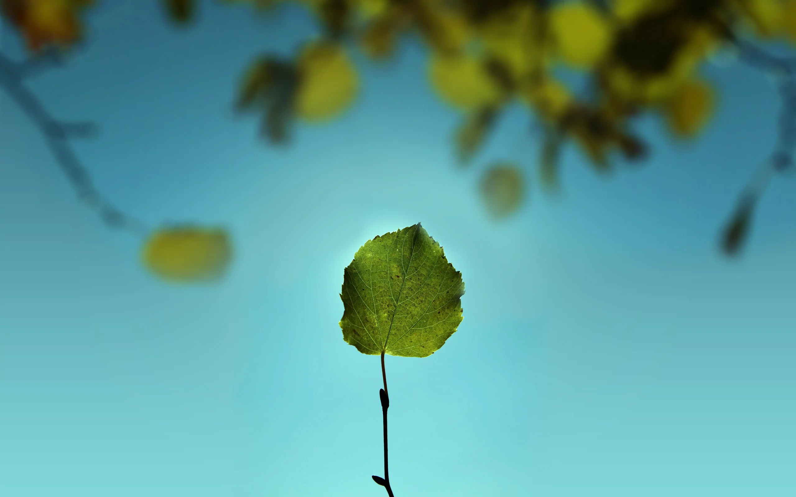 nature, ветка, листва, макро, лист, листок, зелень, природа, небо
