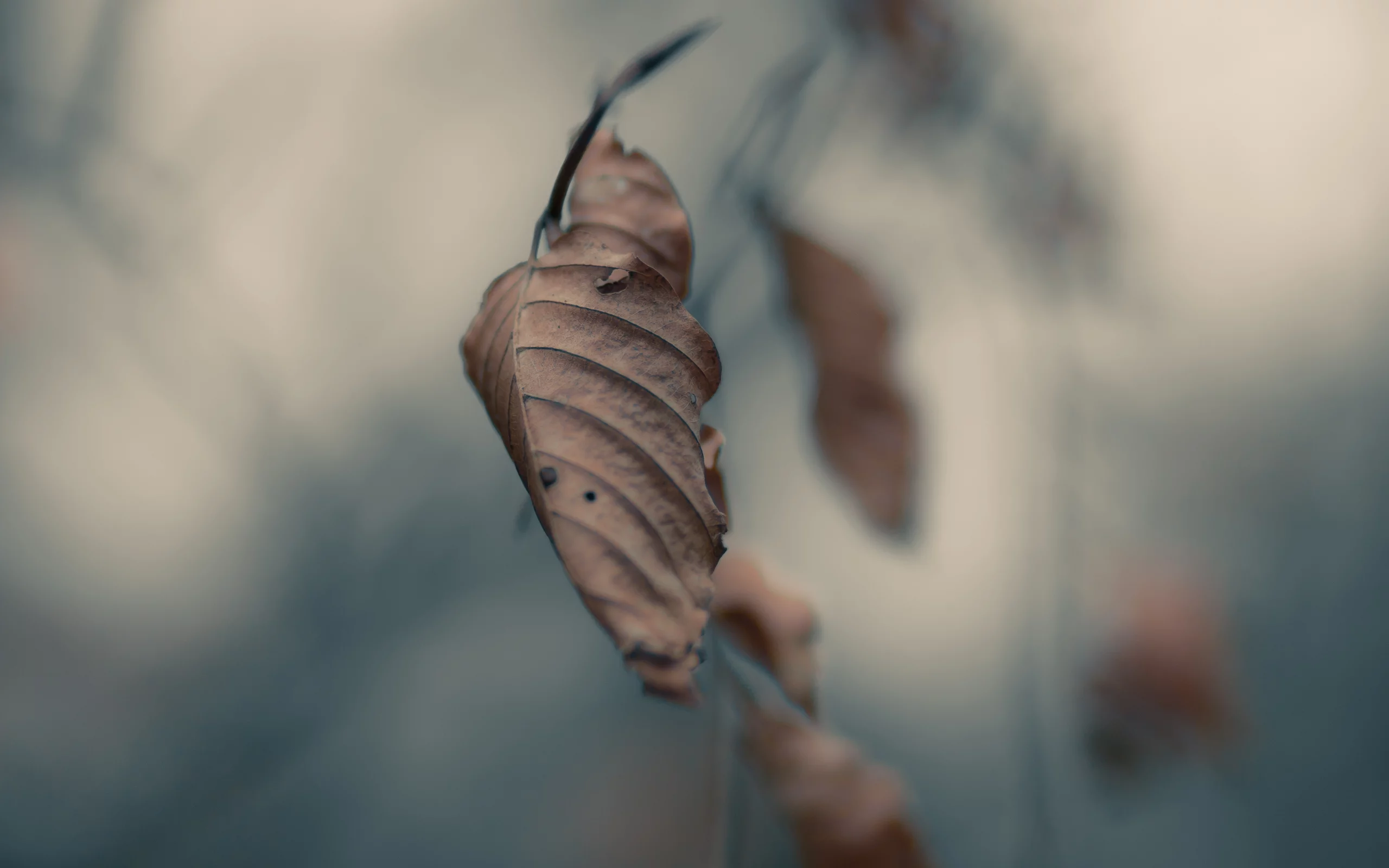 листья, макро, серость, autumn, осень, ветвь