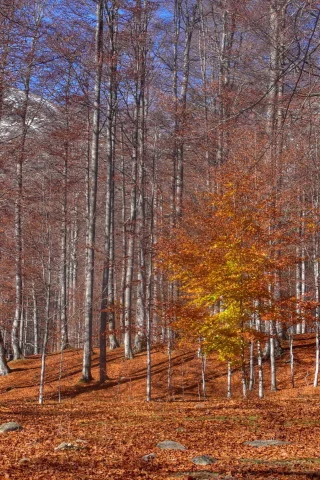 осень, листья, деревья
