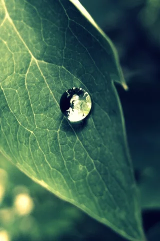 лист, капля, природа, зелень, макро, green