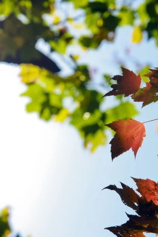 red, autumn, осень, свет, sun, небо, макро, зеленые, colors, листья, orange, leaves, sky, красные, желтые, оранжевые, солнце, yellow, fall
