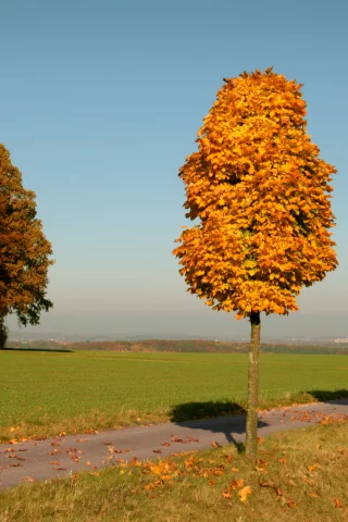 yellow, trees, осень