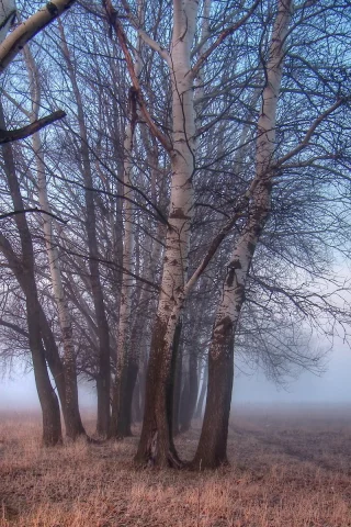 туман, пейзаж, поле, деревья