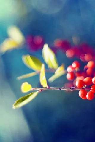 фон, листья, цвета, природа, яркие, красные, обои, ягоды, ветка, плоды