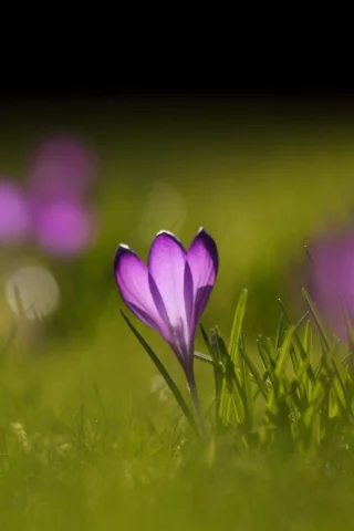 wallpapers, цветы, зелень, природа, цветение, весна, фон, поляна, растения, обои, крокусы, трава