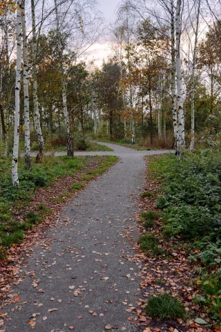 берёзы, парк, осень
