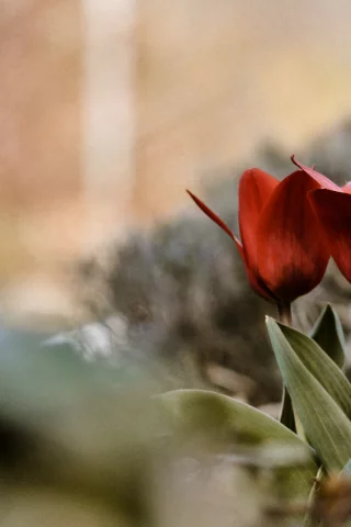 бутоны, лето, цветы, лепестки, тюльпаны, макро, flowers, трава, кусты
