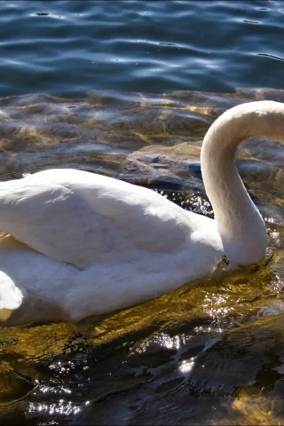 птица, белый, вода, лебедь