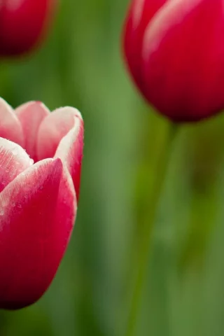 цветы, тюльпаны, flower, стебли, лепестки