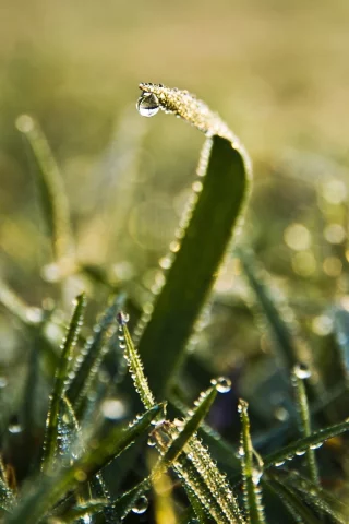 макро, природа, роса, трава, зелень, капли, green