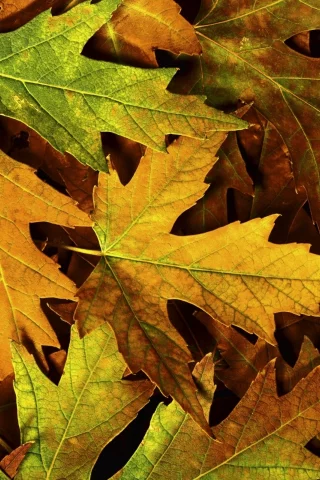 листва, макро, фото, листья, macro, autumn, осень, природа