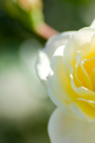 цветы, природа, красота