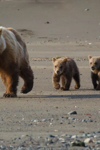 Мишка, семья
