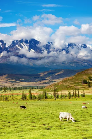 highlands, пастбище, green valley, крупнорогатый, пейзаж, долина, природа, животные, cattle, красота, скот, горы