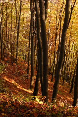 деревья, осень, лес