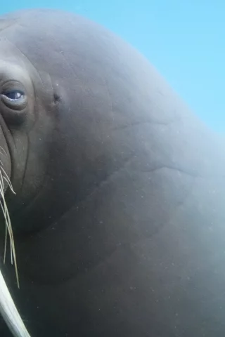 бивни, усы, морда, морж