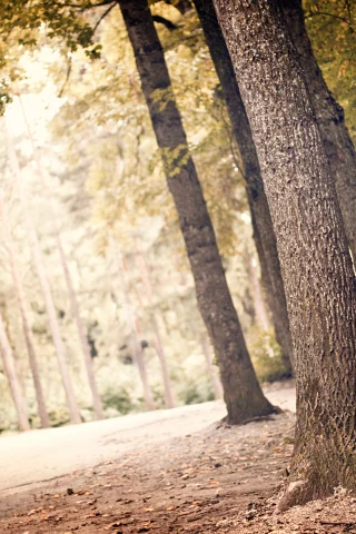 деревья, листья, природа, nature, landscape, greenery, листва, пейзаж, лес, leaves, зелень, свет, leaf, trees, light, 2560x1600, forest