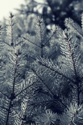 nature, макро, ель, природа, ветки, деревья, иголки