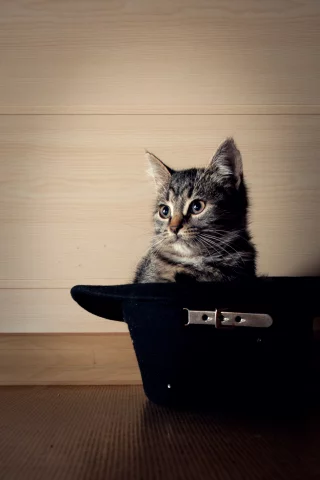 усы, шляпа, котенок